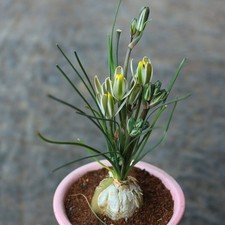 1 Perfume Orchid Bulb, Sweet Scent Sentinel Flowers,  Easy Bloom Perennial picture