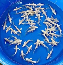 PREMIUM QUALITY 4" - 5"  Platinum Ogon Butterfly Fin Live Pond Koi Fish picture