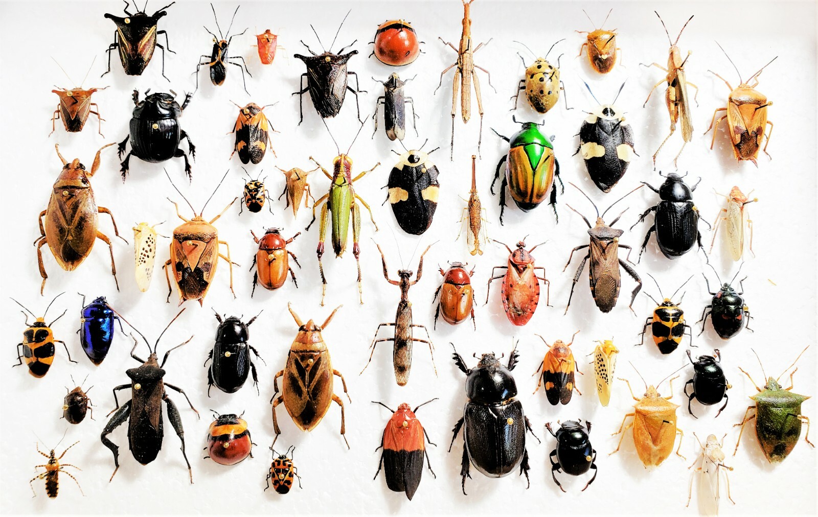 LOT OF 10 pieces mixed lot of assorted beetles bugs insects collection LOT OF 10 pieces mixed lot of assorted beetles bugs insects collection