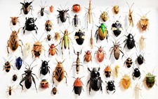 LOT OF 10 pieces mixed lot of assorted beetles bugs insects collection picture