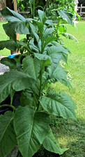 Virginia Gold Tobacco Seeds (200) Heirloom Pesticide Free Nicotiana Tabacum picture