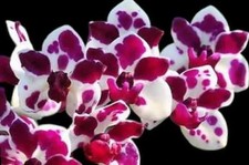 Fragrant Orchid Rhynchostylis gigantea ('Cartoon' x 'Panda') Grow In 3" Pot picture