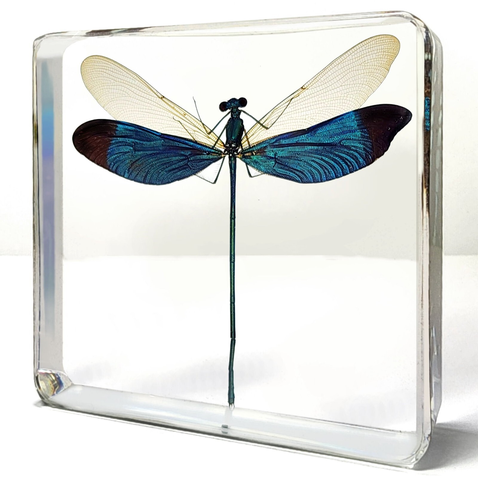 Damselfly In Resin, Metalwing, Insects in Resin, Neurobasis chinensis Linnaeus Damselfly In Resin, Metalwing, Insects in Resin, Neurobasis chinensis Linnaeus