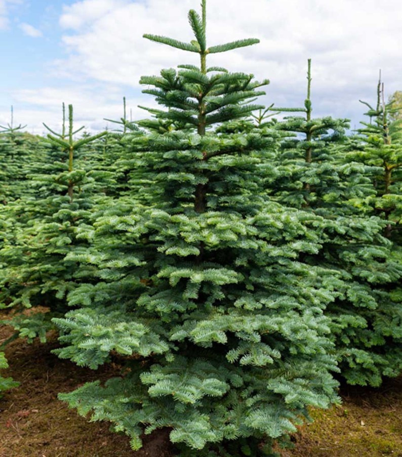 Free Shipping - Noble Fir Live Tree - 6-14" Tall - Ship No Pot - Christmas Tree Free Shipping - Noble Fir Live Tree - 6-14" Tall - Ship No Pot - Christmas Tree