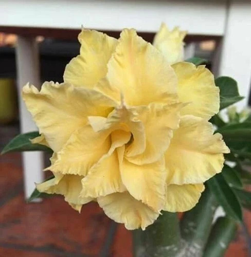 3 Mystery color Desert Rose  Plant variety of colors 10-12 month plants.