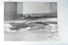 Dolphin Calf Mother Nina Whipsnade Park Zoo Bedfordshire 1984 VTG Photo picture