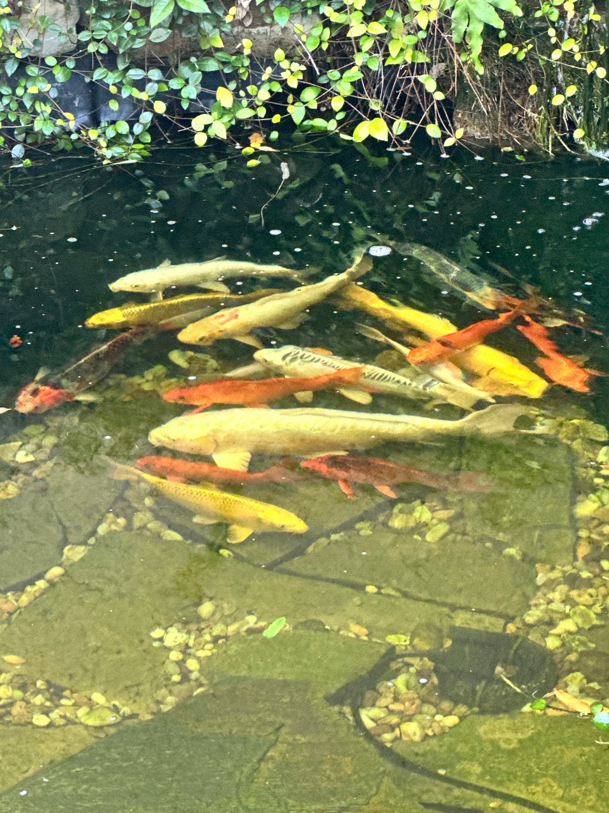 Koi fish for sale. Length ranging from 8 inches 2 feet. Pick up only Palm Harbor