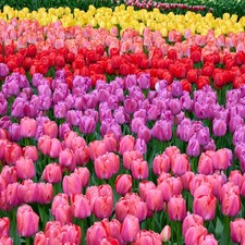 Garden State Bulb Darwin Hybrid Festival Mix Tulip Flower Bulbs, 12/+ cm picture