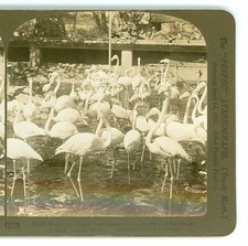 Wsa7960 White 14030 Indian Flamingos in Gardens of Royal Palace Jaipur India D picture