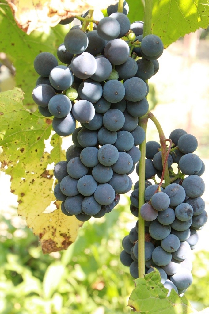 3 Concord Grape Vines, Bareroot good sized roots, 3 Concord Grape Vines, Bareroot good sized roots,