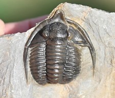 Trilobite Fossil, Diademaproetus praecursor, from Morocco #3 picture