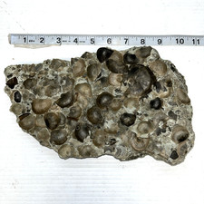 Fossil Hash Plate Brachiopods Bryozoans Trilobites 10.5 X 6 X 2.75 Ordovician picture