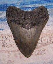 MEGALODON Shark Tooth 4 1/16" sharks teeth BIG jaw fossil REAL megladon SERRATED picture