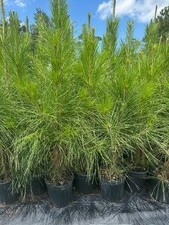 Loblolly Pine Trees 5 Per Order Live Rooted  picture