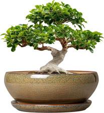 Ceramic Bonsai Pots - 12 Inch Succulent Pots with Drainage Hole and Saucer, Larg picture