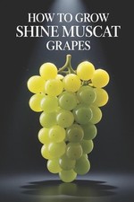 How to Grow Shine Muscat Grapes: A Complete Practical Guide to Growing Premium T picture