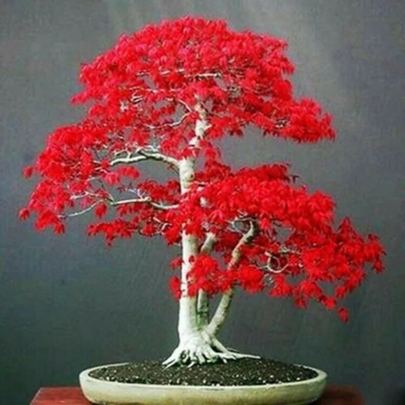 20 Seeds Japanese Red Maple Tree Bonsai Rare plant for home garden 20 Seeds Japanese Red Maple Tree Bonsai Rare plant for home garden