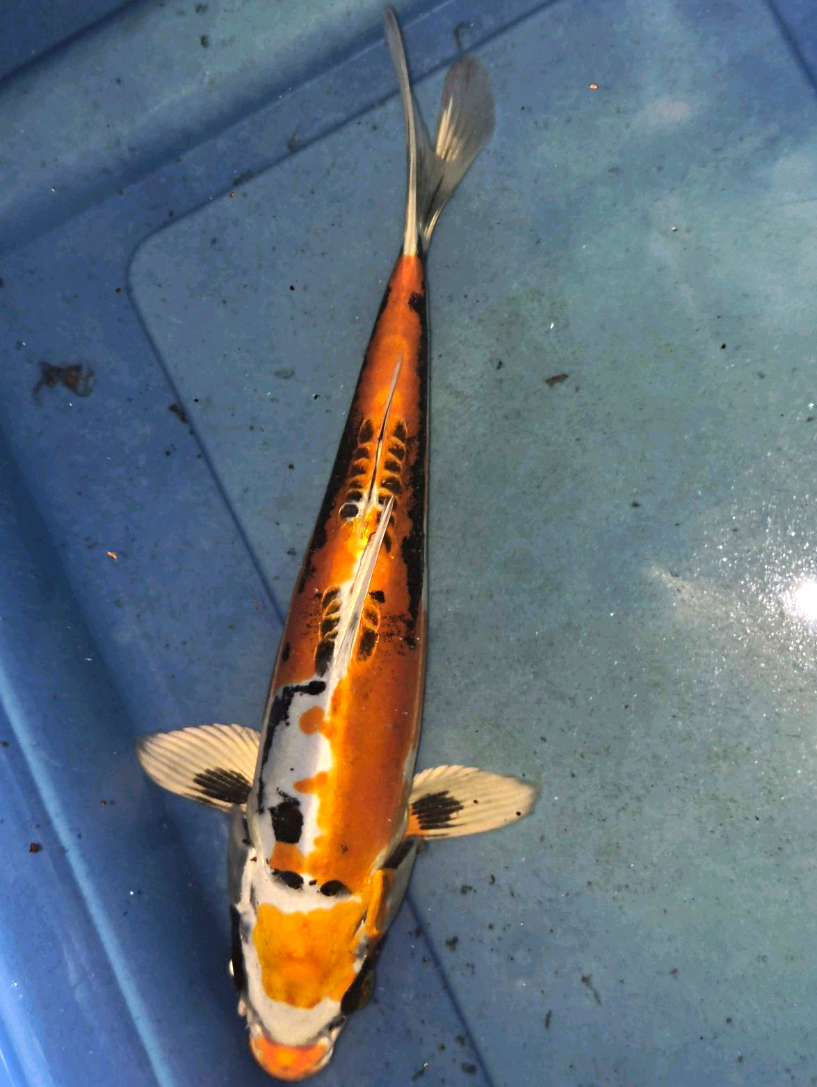 11' inch Beni Kikokuryu metallic Doitsu koi fish for sale 
