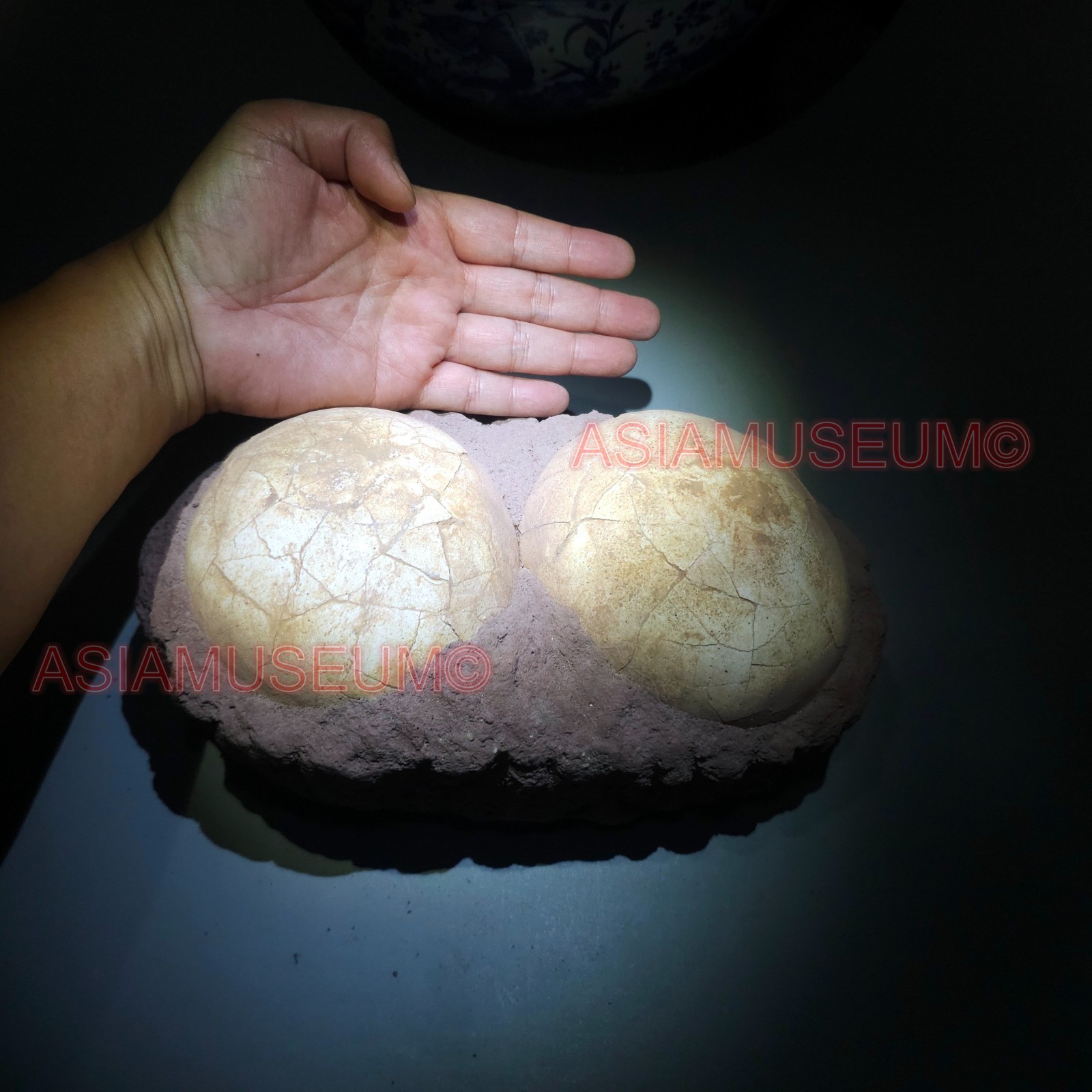 PAIR DOUBLE JURASSIC WORLD Shunosaurus SAUROPOD Lizards Dinosaur Egg Nest Fossil PAIR DOUBLE JURASSIC WORLD Shunosaurus SAUROPOD Lizards Dinosaur Egg Nest Fossil
