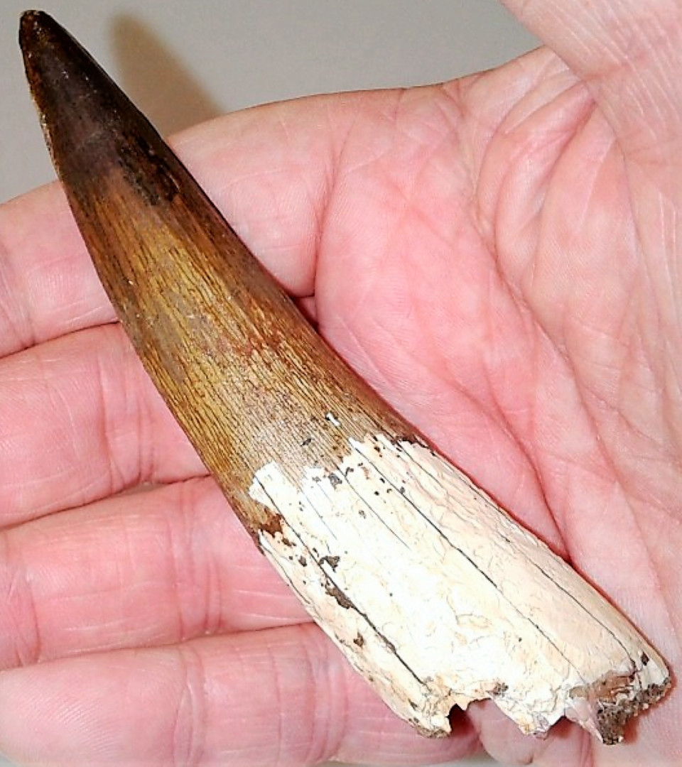 3 INCH LONG SPINOSAURUS TOOTH REAL DINOSAUR TEETH FOSSIL EXTINCT RELIC SPINOSAUR 3 INCH LONG SPINOSAURUS TOOTH REAL DINOSAUR TEETH FOSSIL EXTINCT RELIC SPINOSAUR