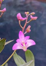 Dendrobium KINGIANUM species FRAGRANT miniature flower orchid. EASY to grow picture
