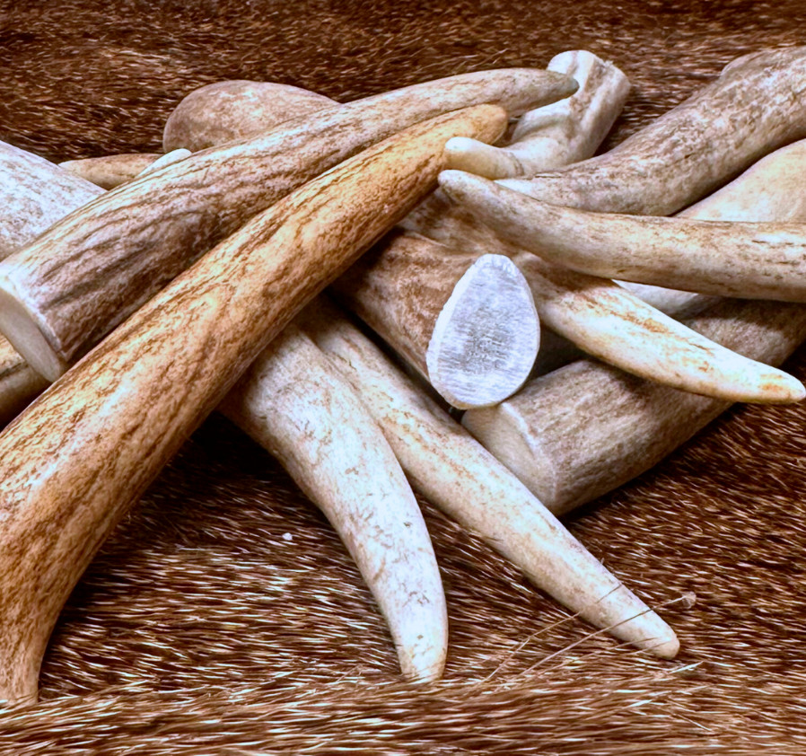 20 PACK - Premium Deer Antler Crafting Tips * A * GRADE (Choose Size) 20 PACK - Premium Deer Antler Crafting Tips * A * GRADE (Choose Size)