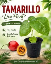4”-8” Tamarillo Tomato Tree  Plant/ Cyphomandra Betacea, Fast Grow Organic USA picture
