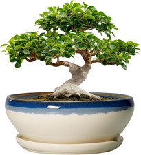 Bonsai Tree Pots, 12 Inch Ceramic Succulent Planters, Blue-Beige picture