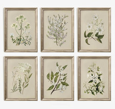 Vintage Botanical Wall Art Set of 6 Neutral Floral Canvas Wall Decor Wildflower picture