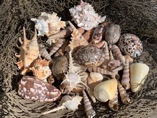 Large Beautiful Seashells Sea Shells 1 Kilo Best Value & Price FREE Ship! picture