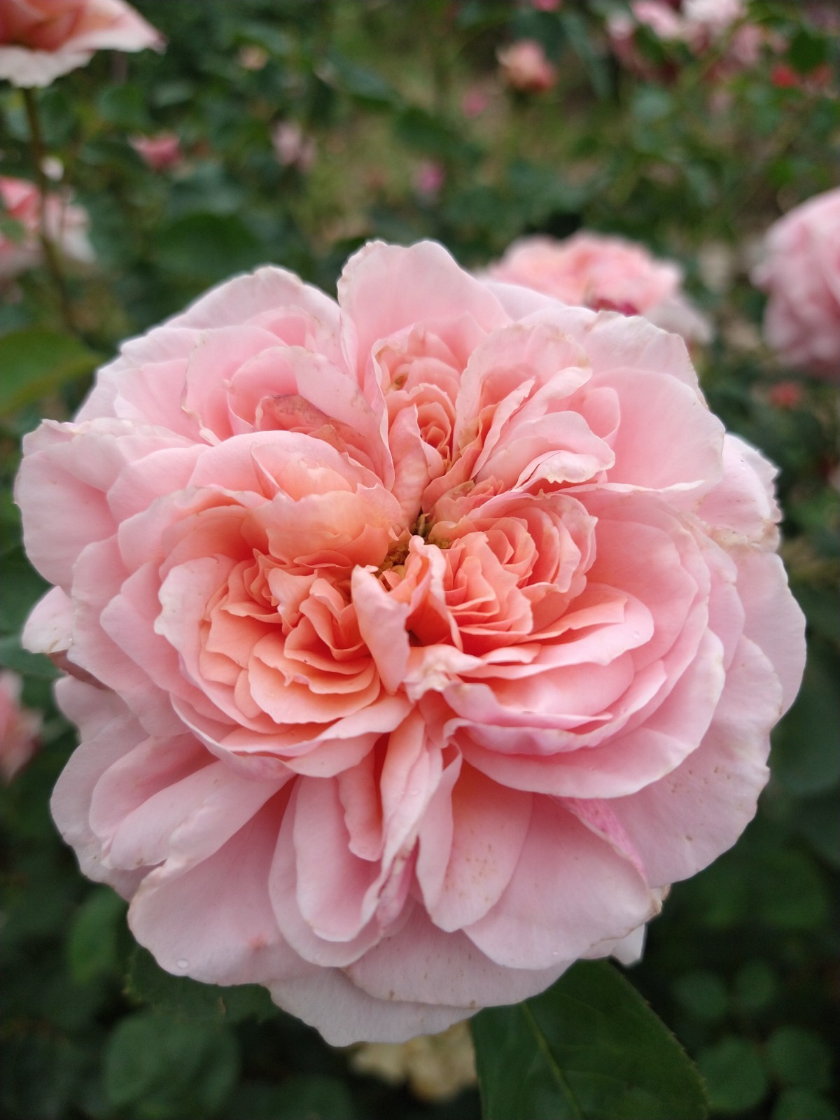 AUSap English Live Rose Live Plant Own- Root 6" Deep Pot