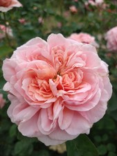 AUSap English Live Rose Live Plant Own- Root 6" Deep Pot picture