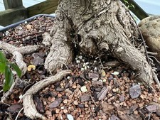 Old Ginkgo Biloba Bonsai Tree 。 Over 25 Years Old。 really Nice Movement And Base picture