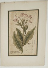 Antique “Nicotiana Tabacum” Tobacco Plant Color Engraving Hortus Cliffortianus picture