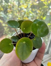 2" Pot Live Chinese Money Plant Pilea peperomioides Indoor House Plants picture