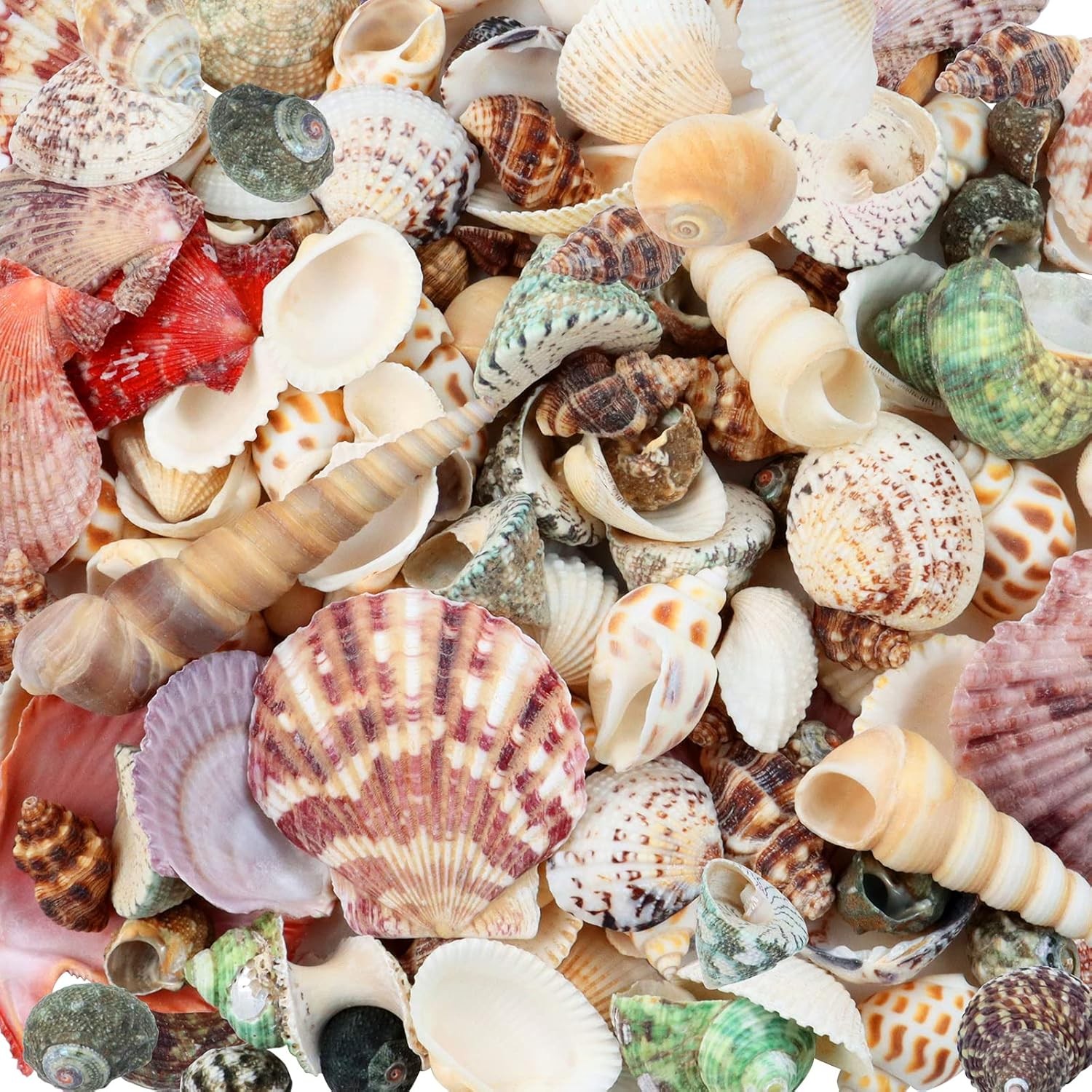 200 Pcs Sea Shells Bulk Mixed Ocean Beach Seashells for , Various Sizes Natur... 200 Pcs Sea Shells Bulk Mixed Ocean Beach Seashells for , Various Sizes Natur...