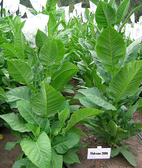 1000 Habano 2000 Tobacco Seeds ~ Heirloom ~ High Yield ~ Cigar Tobacco Seeds 1000 Habano 2000 Tobacco Seeds ~ Heirloom ~ High Yield ~ Cigar Tobacco Seeds