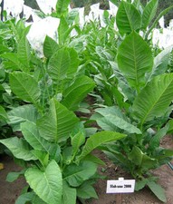 1000 Habano 2000 Tobacco Seeds ~ Heirloom ~ High Yield  ~ Cigar Tobacco Seeds! picture