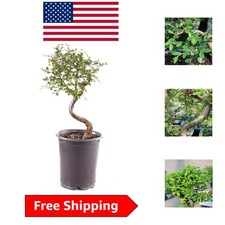 5--Old Chinese Elm Bonsai Tree - Easy Care, 6-8" Tall, Perfect for Beginners picture
