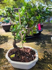 IMPORTED FUKIEN TEA  BONSAI TREE  INFOR FLOWERING FRUITING picture