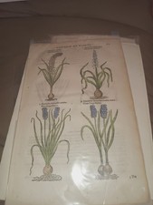 Antique Original Print "Historie Of Plants picture