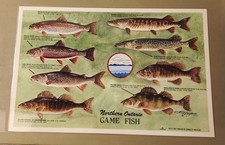 NEW 1981 Plastic Placemat Ontario Canada Fish 17x11 Muskie Pike Trout Bass Sign picture
