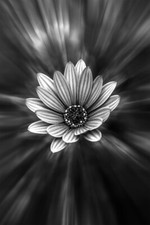 Grayscale Photography of Petaled Flower Art Wall Decor - POSTER 20x30 picture