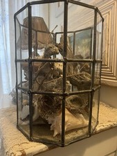 Antique Terrarium Plants Or Nature Items!! picture