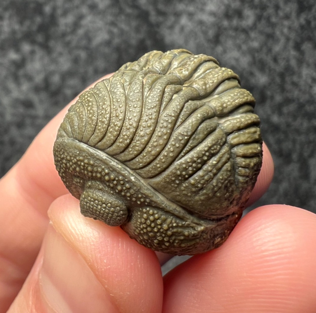 Moroccops sp. Trilobite Fossil – Excellent Natural Detail ✅ Moroccops sp. Trilobite Fossil – Excellent Natural Detail ✅