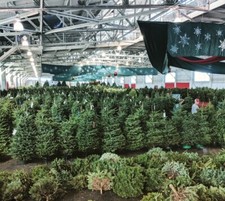 Real Christmas Tree With Assembly ￼ picture