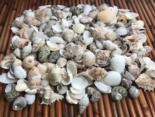 Medium Mixed Seashells, Assorted Craft Shells Mix 1-2" 200+ pcs 1 Kilo Lot# 1013 picture