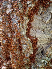 3000 ladybugs Live Ladybugs - Large Swarm Cluster on Tree Bark & Leaves picture