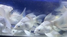 LIVE TROPICAL Fish- Butterfly short body Platinum  koi 4-4.25 Inch Juv picture
