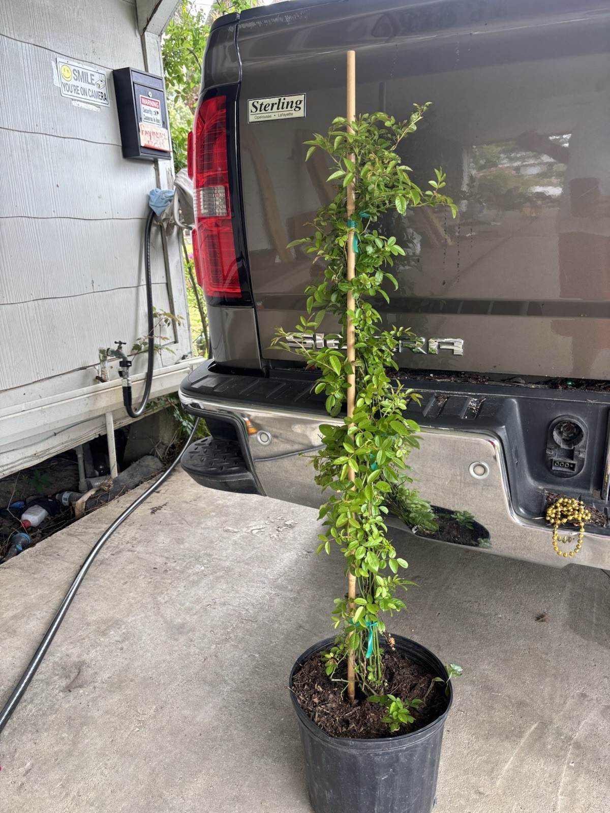 Peggy Martin Climbing Rose Live Plant 2–3 Ft ( 3 Gallon )Hardy Fast Growing Peggy Martin Climbing Rose Live Plant 2–3 Ft ( 3 Gallon )Hardy Fast Growing
